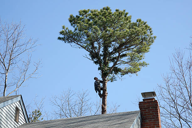 Tree and Shrub Care in Cherryland, CA